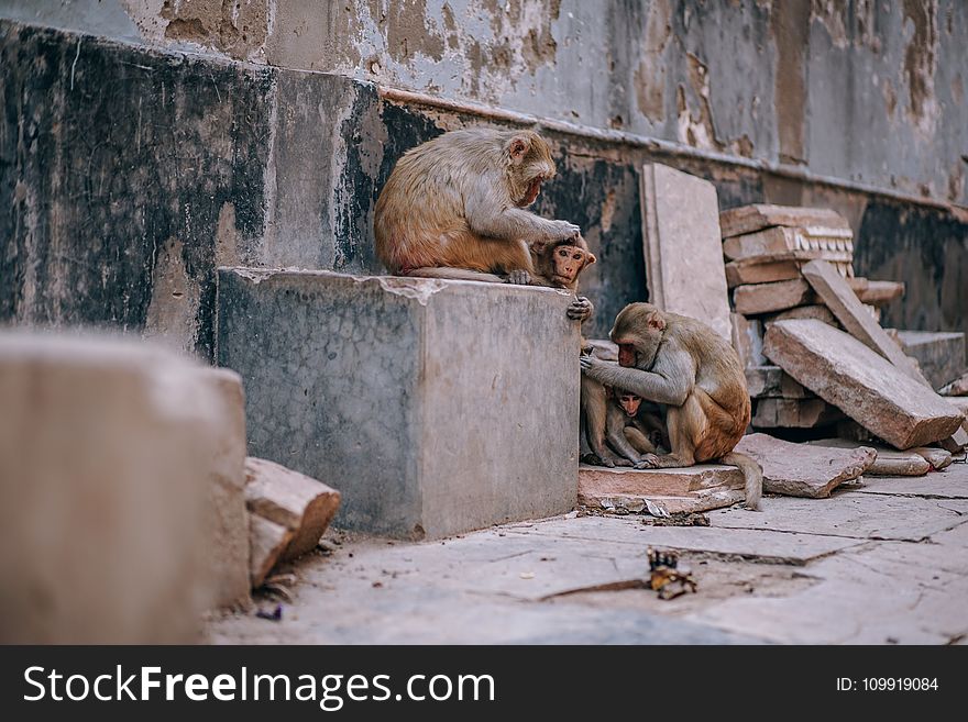 Three Brown Monkey Near Concrete Wall