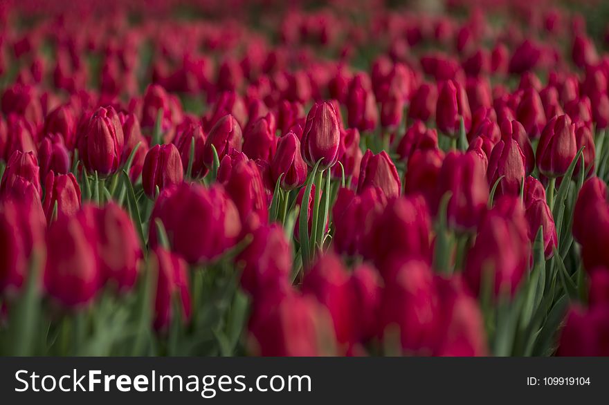 Red Tulip Flower Field Close-up Photo