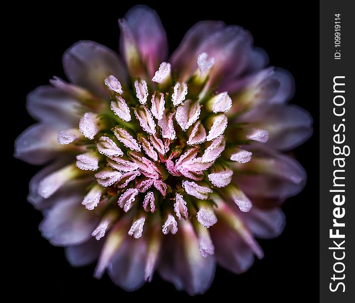 Close-up Shot Of Pink Flower