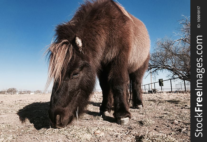 Brown and Black Pony Eating Grasses