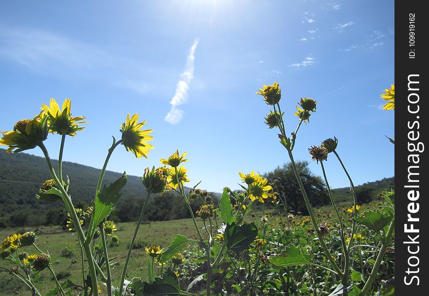 Yellow Petaled Flowers Under the Blue Sky