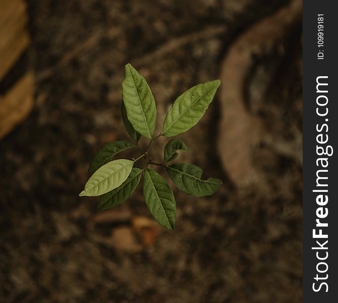 Close Up Photo Of Green Seedling