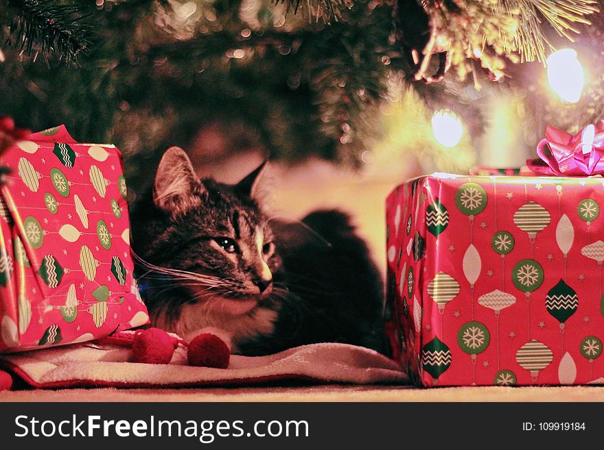 Tabby Cat Lying Under Christmas Tree With Gifts