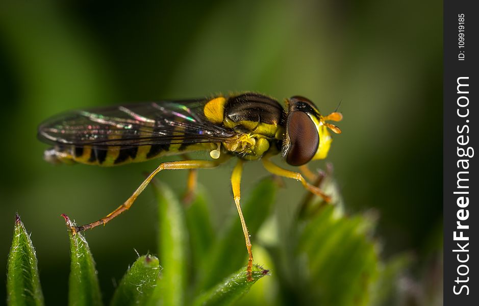 Black And Yellow Insect