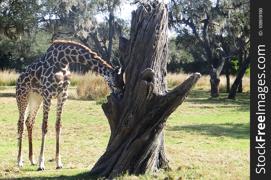 Giraffe Beside Gray Dead Tree