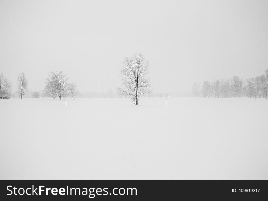 Photography of Leafless Tree Surrounded by Snow