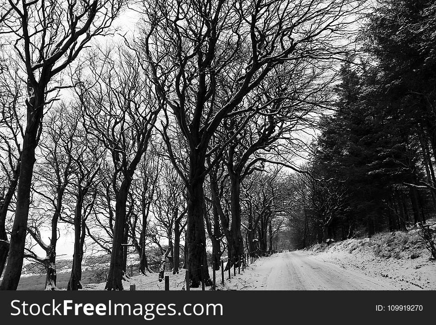 Grayscale Photography of Snow-covered Field and Bare Trees