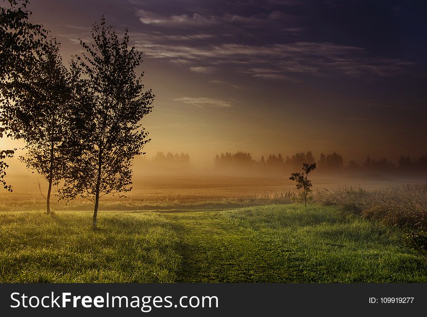 Landscape Photography Green Grass-field Beside Dark Foggy Forest during Golden Hour