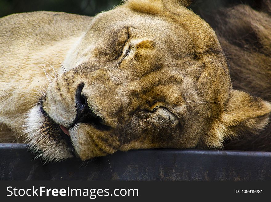 Lioness Closing Its Eyes