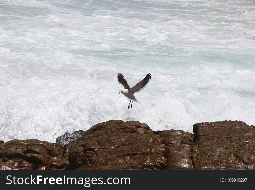 White Albatros Flying Over Body Of Water