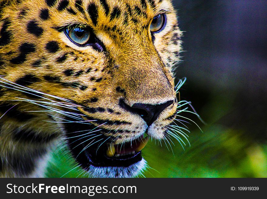 Photography Of Cheetah