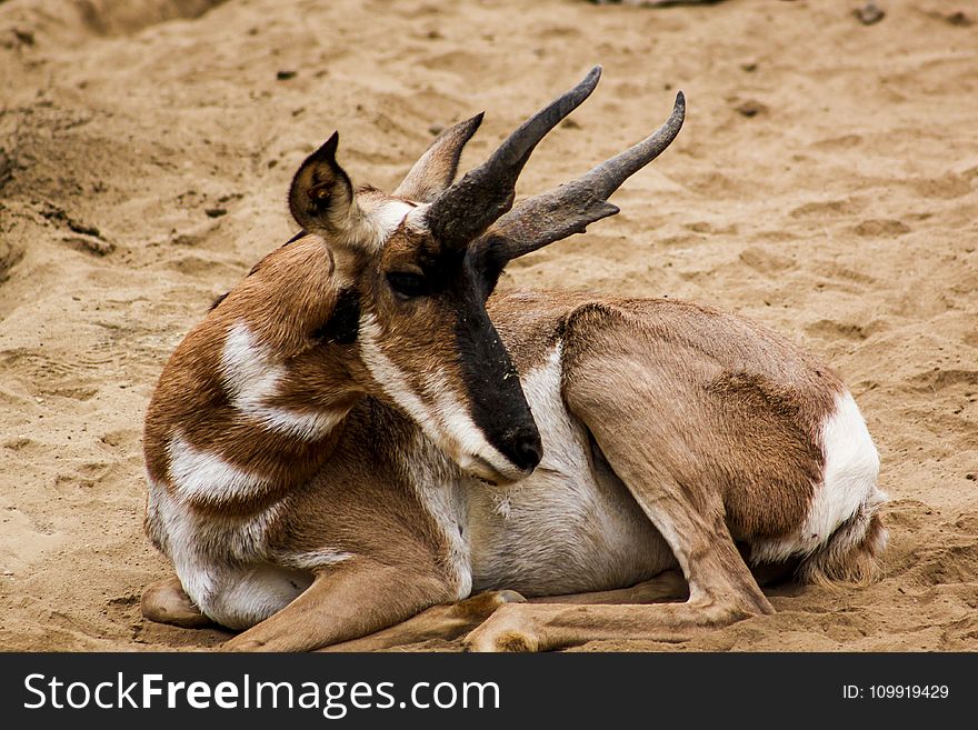 Brown And White Buck Animal