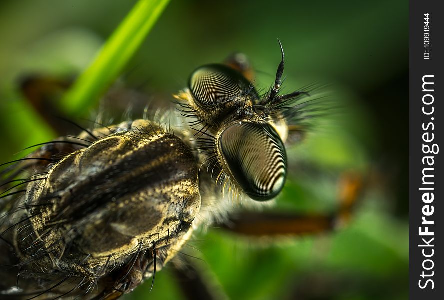 Macro Photography of Robber Fly