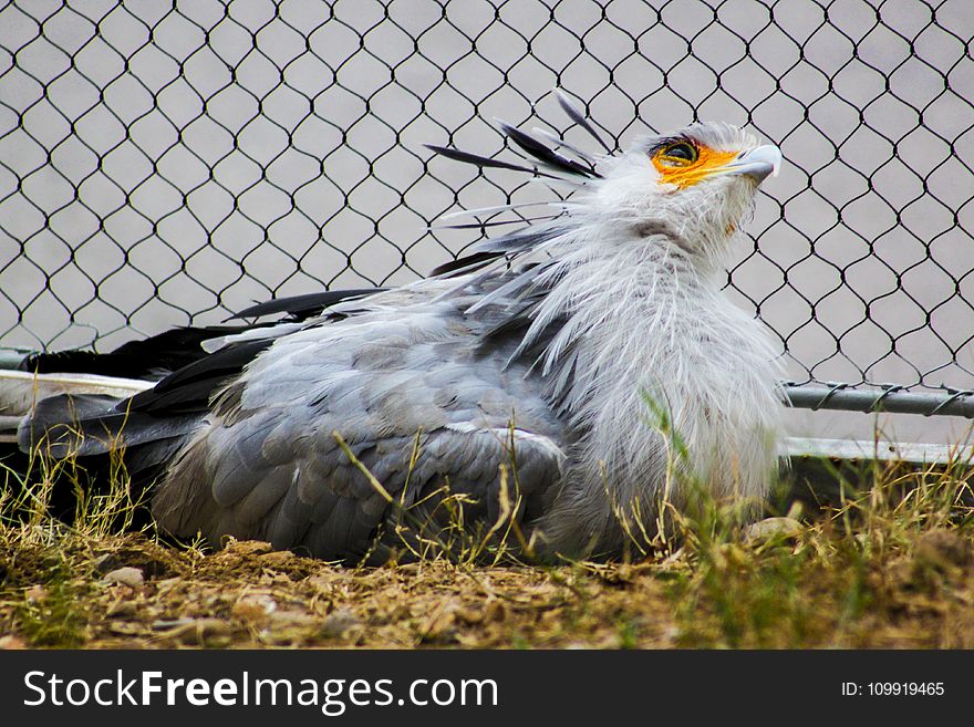 Closeup Photo of Gray and Black Pigeon