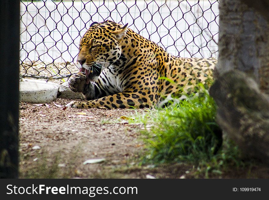 Leopard Lying Beside Gray Metal Chain Link Fence