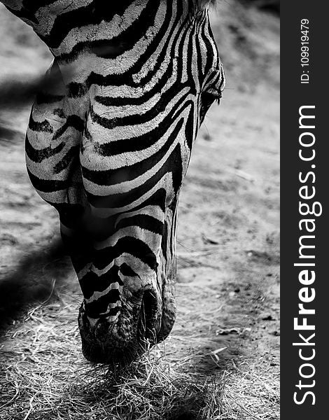 Grayscale Photo of Zebra&#x27;s Head