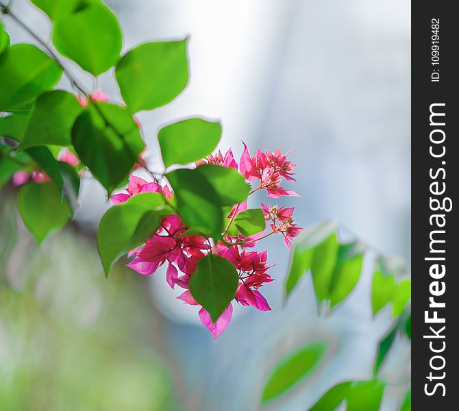 Close-Up Photography of Pink Flowers Near Leaves