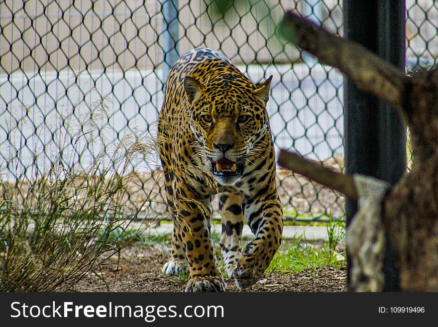 Growling Leopard Inside Enclosure