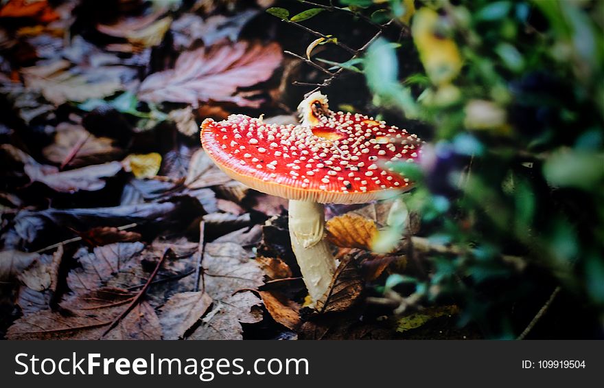 Red Mushroom in Closeup Photography