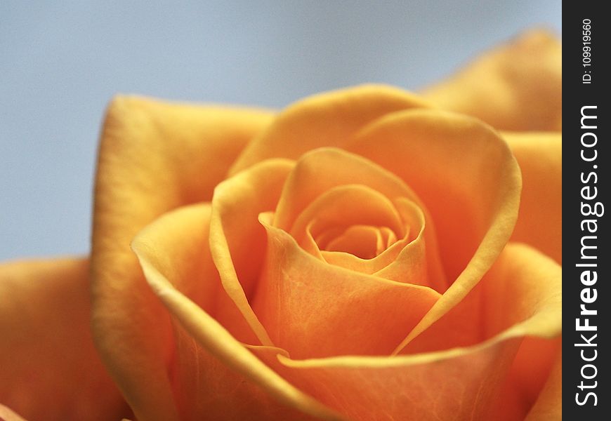 Close Up Photo of Yellow-Orange Rose