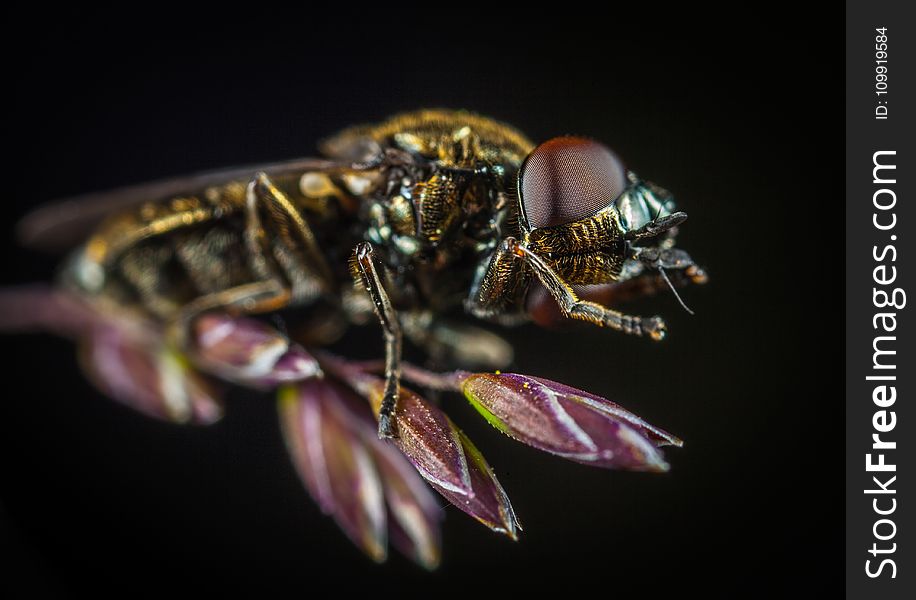 Macro Photography of Fly Perching on Purple Flower