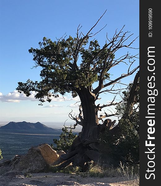 Photography Of Tree During Daytime