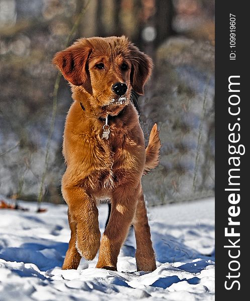 Selective Photo of Dark Golden Retriever Puppy Stands on Snowfield