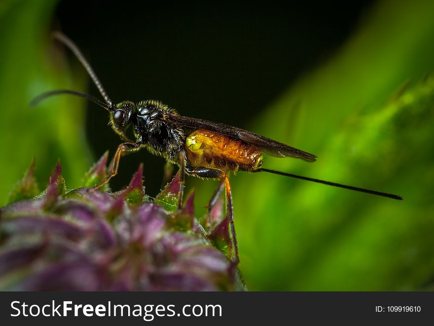 Black And Yellow Wasp Close-up Photography