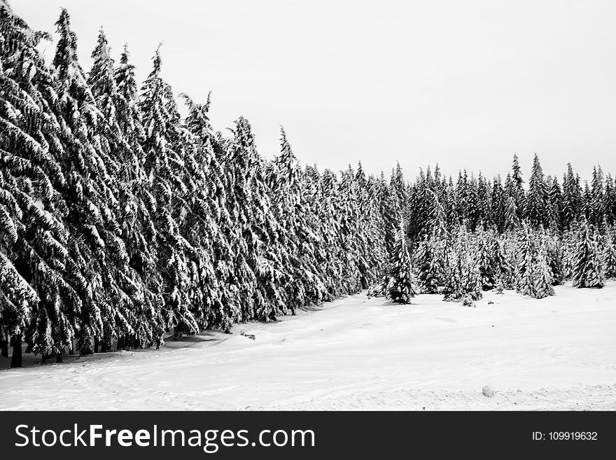 Snowy Field And Trees