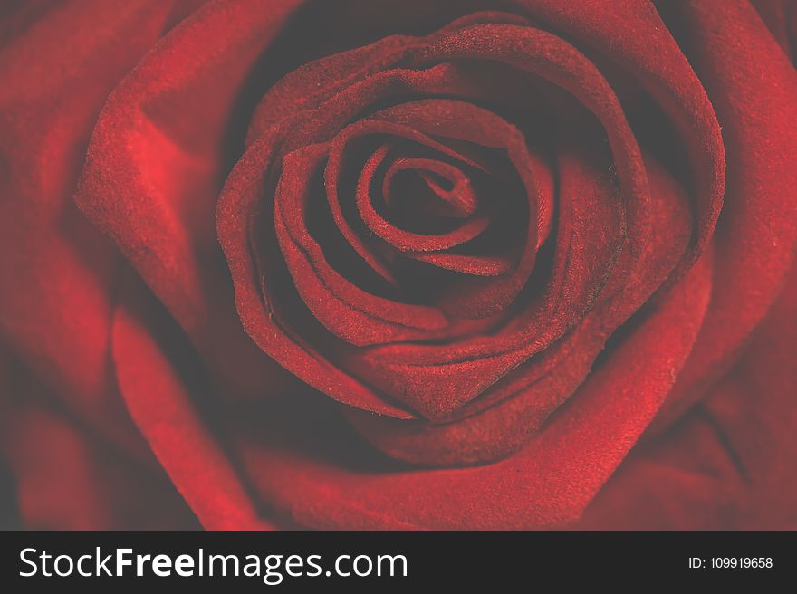 Macro Photography of Red Rose