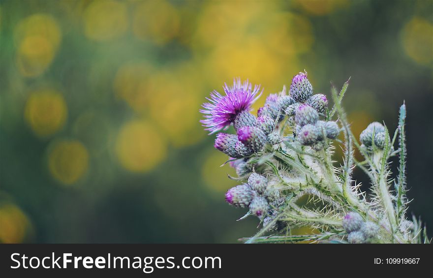 Pink Thistle Flowers