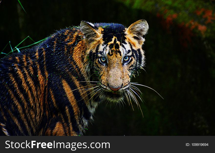 Bengal Tiger