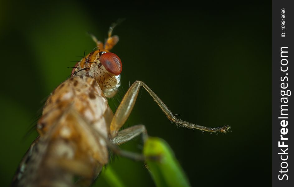 Macro Photography Of Brown Insect