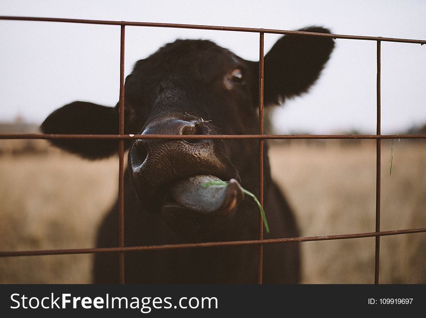 Black Calf Behind Steel Fence