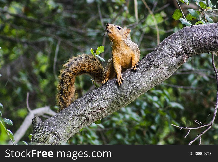 Squirrel On Tree Branch