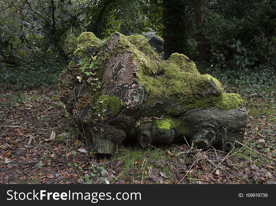 Brown Tree Log Filled With Moss on Withered Leaf Field