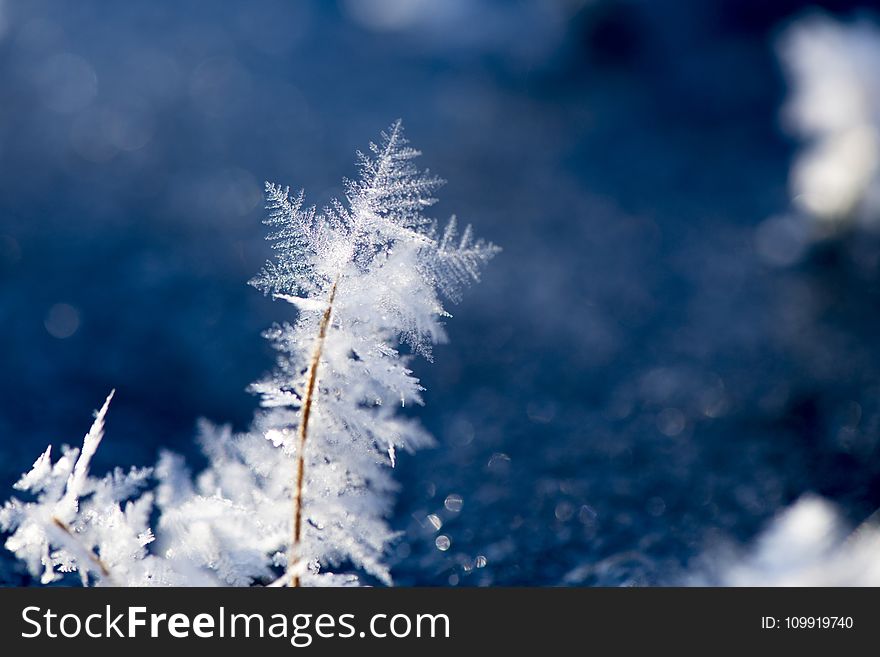 Macro Photography of Snowflakes