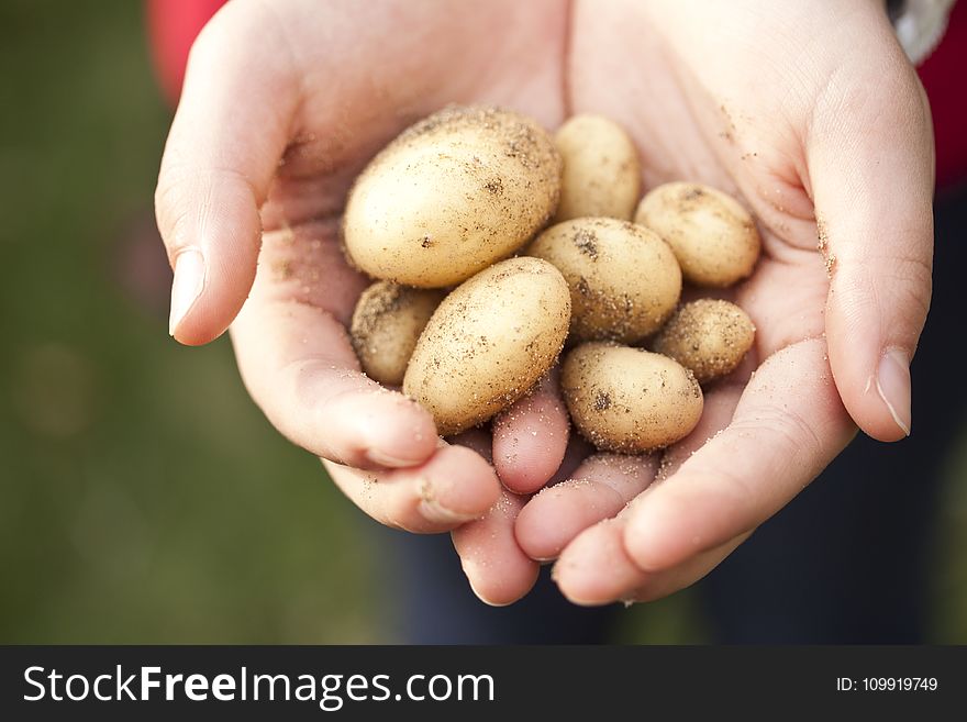 Person Holding Brown Stones