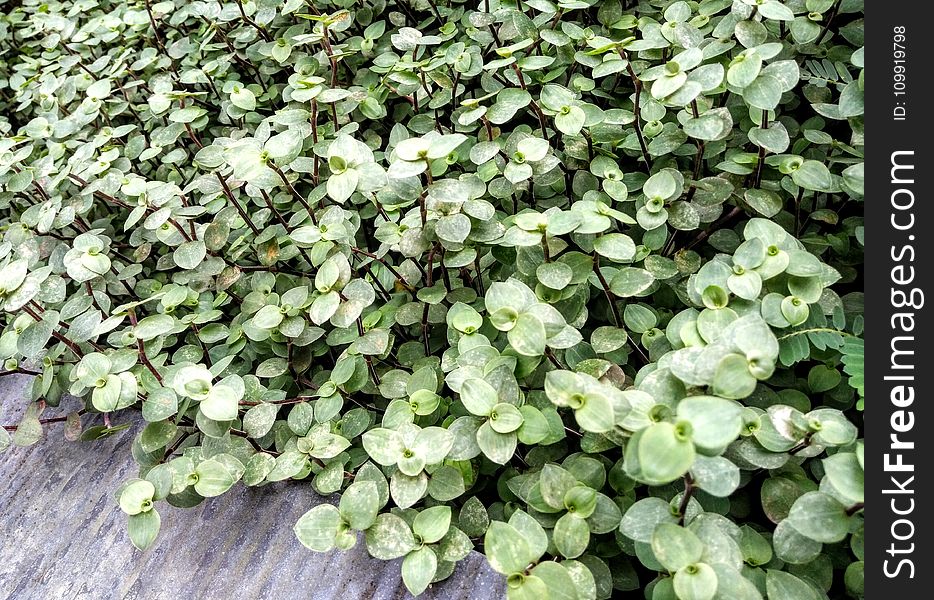 Green Jade Plant Lot