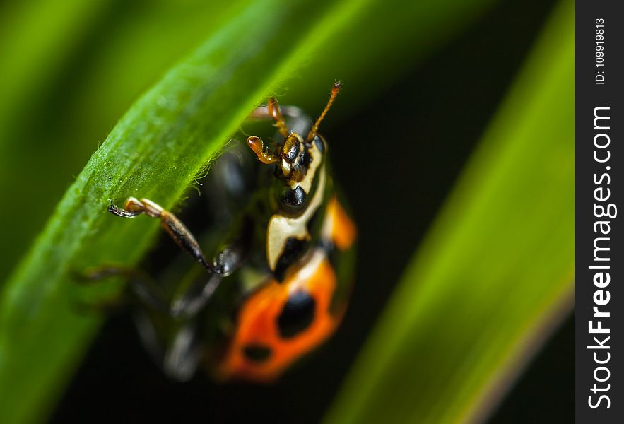 Micro Photography of Orange Ladybug Perching on Leaf