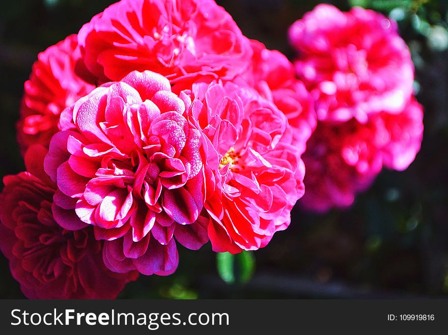 Close-up Photography Of Pink Petaled Flower