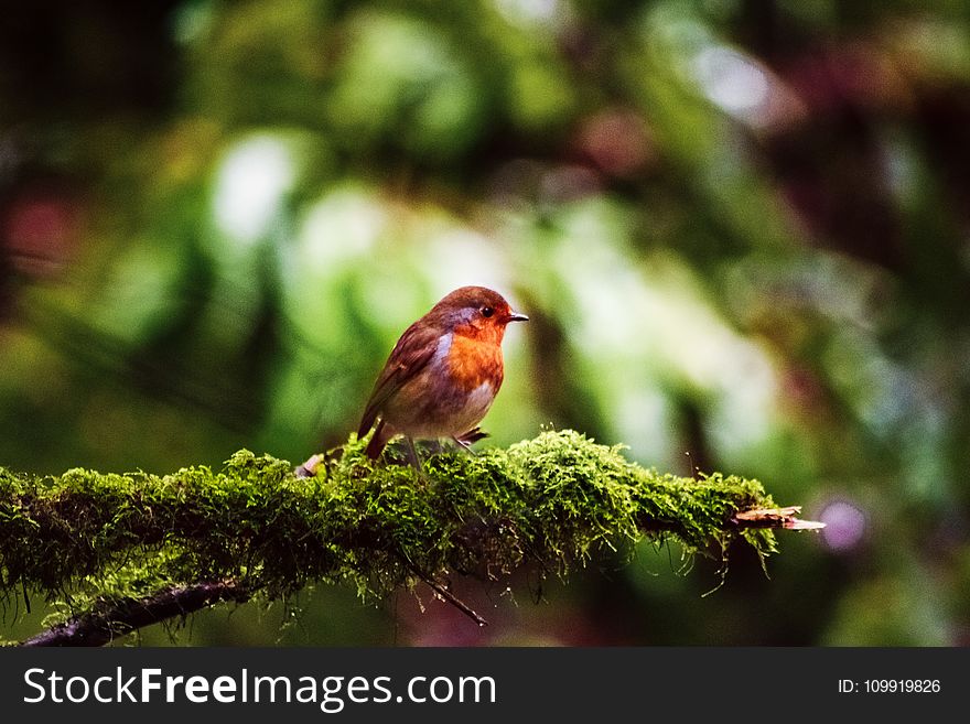 European Robin Perched On Branch
