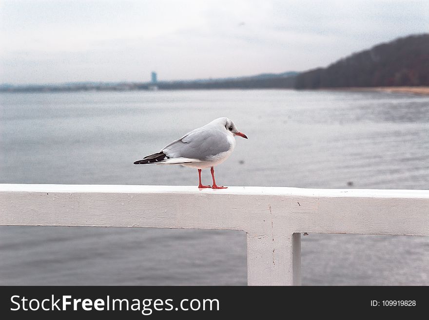 Photo Of Gray And White Bird Perched On White Wooden Railing