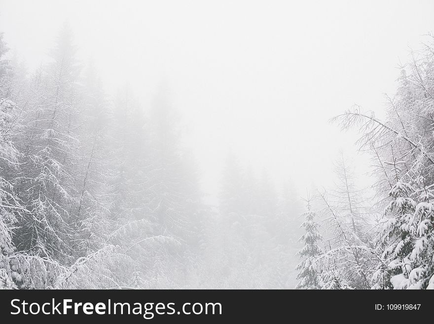 White Snowy Environment With Pine Trees
