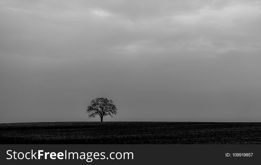 Bare Tree