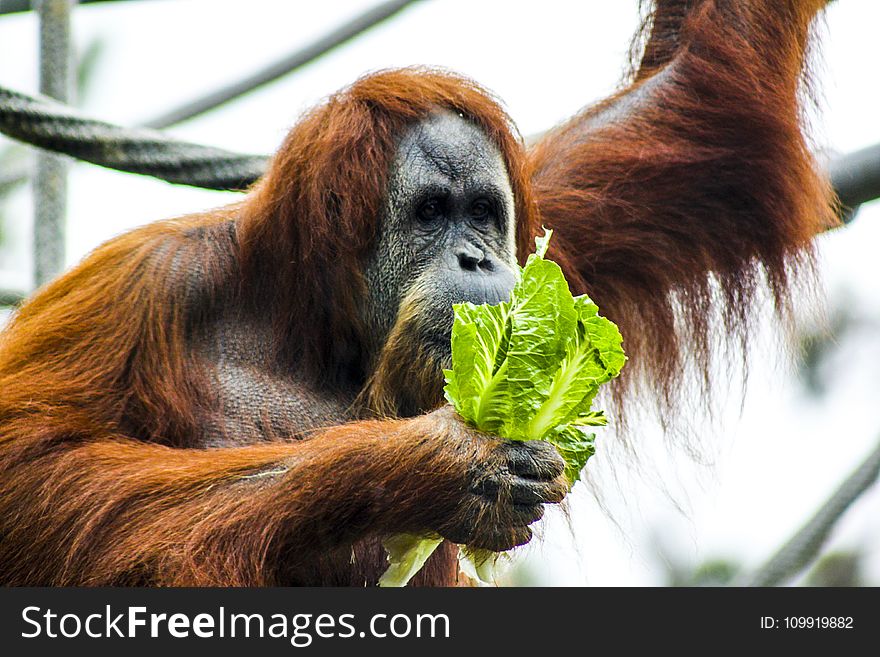 Photography of Chimpanzee