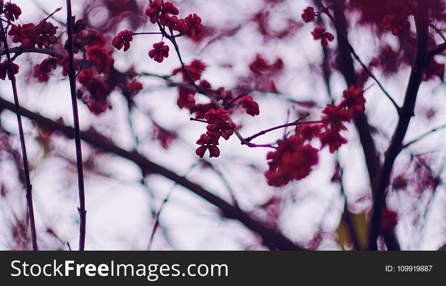 Selective Focus Photography Of Cherry Blossom