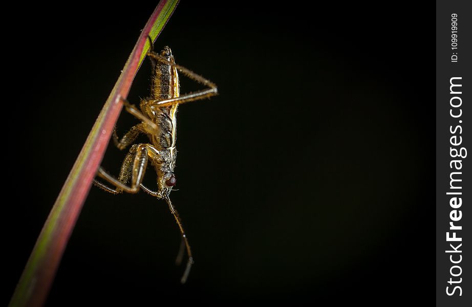 Brown And Black Cricket On Grass