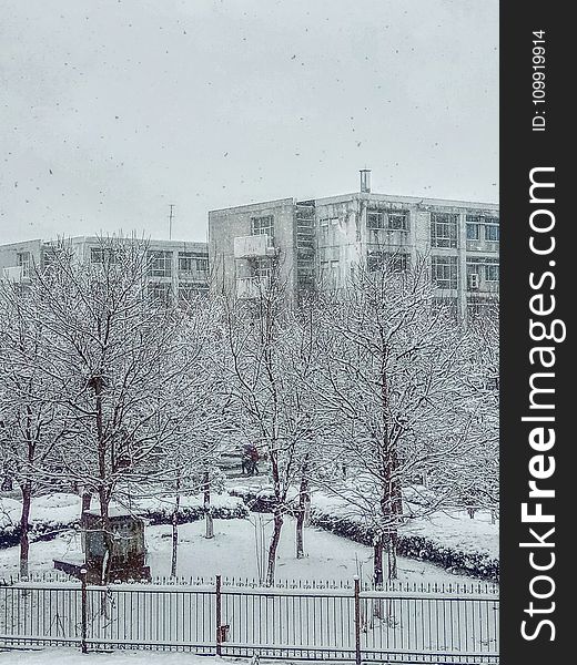 Snow Covered Bare Tree Near Buildings