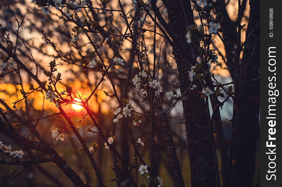 White Tree Blossoms Under Golden Sun